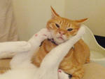 猫キック