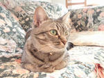 美猫