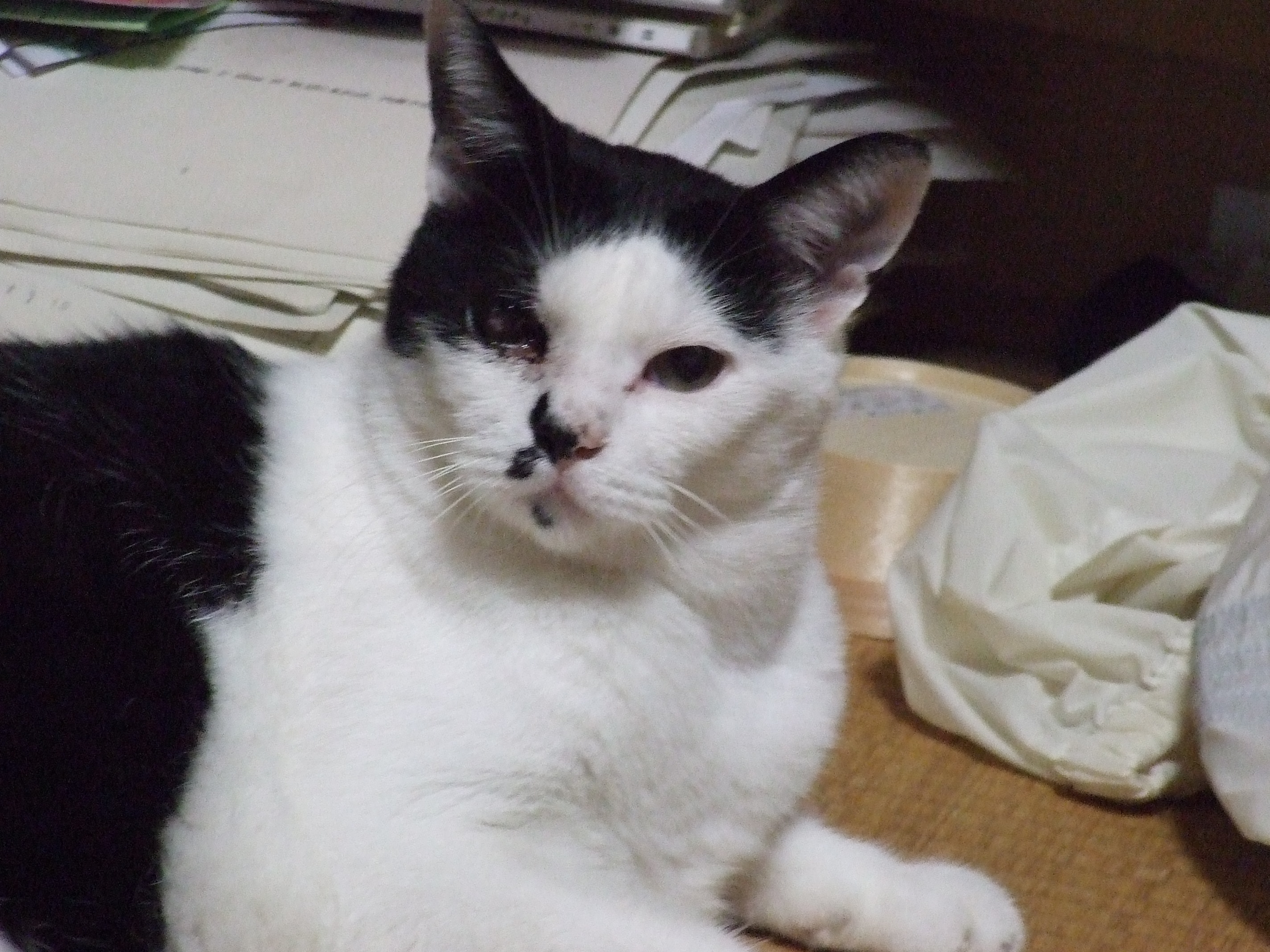 猫の血の涙 喫煙蛇と片目猫