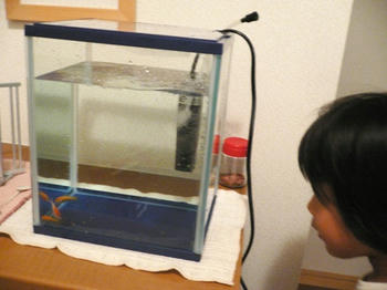 金魚のおうち