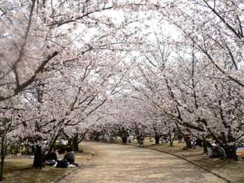 桜のアーチ