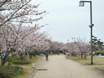 大塚スポーツパークの桜