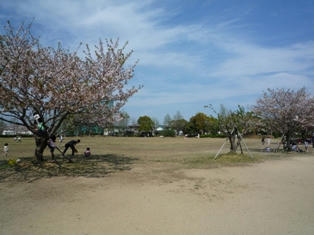 桜ちるちる・・・