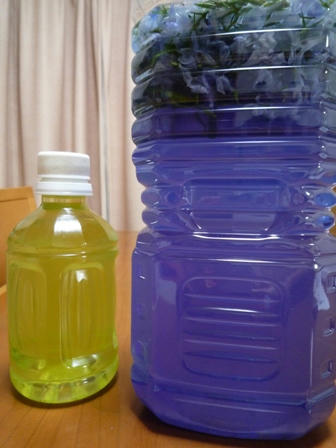 色水・・・2日目