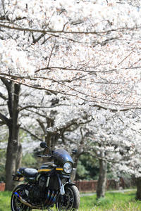 Z900RSと桜