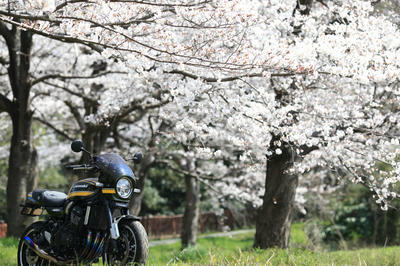 Z900RSと桜