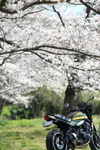 Z900RSと桜
