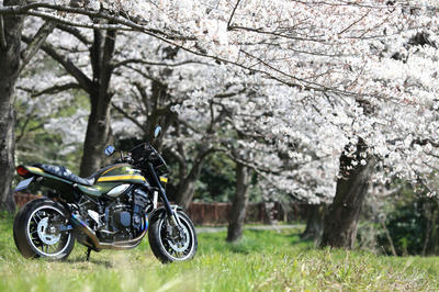Z900RSと桜