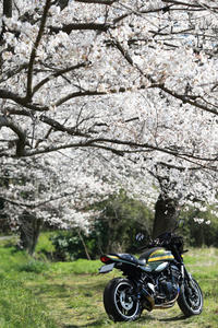 Z900RSと桜