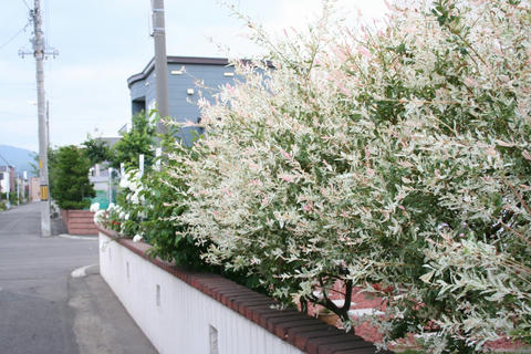 ハクロニシキがピンクに染まって｜ガーデニング＜ポタジェな毎日 in札幌