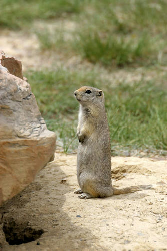 PrairieDog.jpg