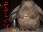 DSCF0358.JPG