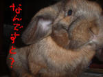DSCF0364.JPG
