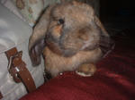 DSCF0381.JPG