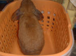 DSCF085109.JPG