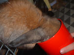 DSCF0229.JPG