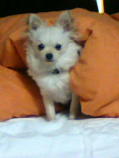 20090426073107.jpg