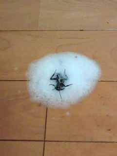 20100818204103.jpg