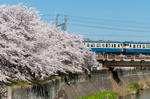 残堀川　桜　山スカ　115