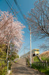 国分寺線×桜