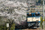3082レ　桜