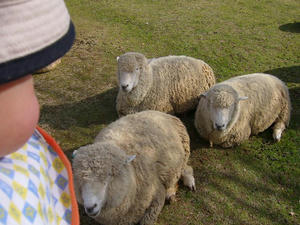 P1000243-1.JPG