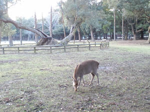 CA3C0429.JPG