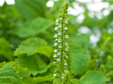 シソの花