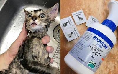 6 18 木 は臨時営業します 子猫を拾いました 猫カフェ 猫園おてて