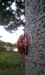 080829_17030001.jpg