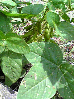 Image416.jpg