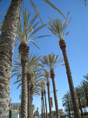 palmtree.jpg