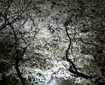 sakura02