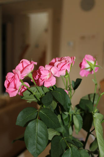 IMG_2696.JPG