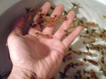 41cb5f8a.JPG