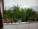 DSCN1103.jpg