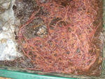 DSCN1105.JPG