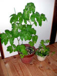 DSCN1147.JPG