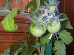 tomato.jpg