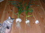 DSCN1204.JPG