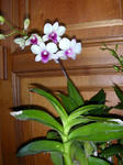 DSCN1315.JPG