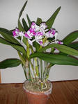 DSCN1415.JPG