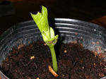 DSCN1433.JPG