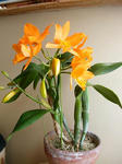 DSCN1471.JPG