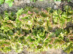 DSCN1521.JPG