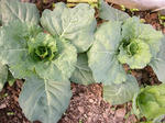 DSCN1519.JPG