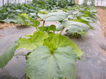 DSCN1545.JPG