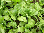DSCN1585.JPG