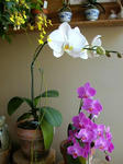 DSCN1586.JPG