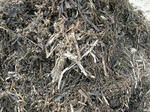 DSCN1636.JPG